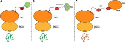 BacPROTACs targeting Clp protease: a promising strategy for anti-mycobacterial drug discovery